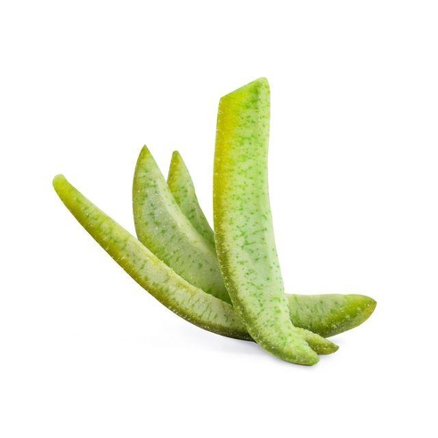 Dried Green Citron 